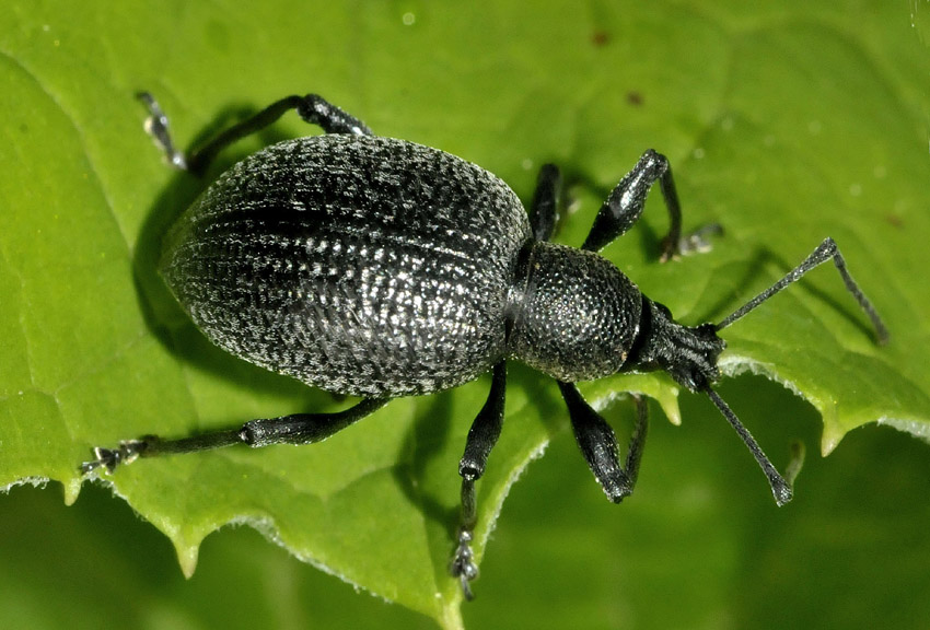 Curculionidae: Otiorhynchus (s.str.) fortis